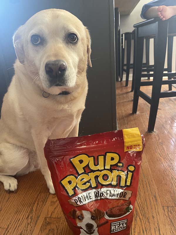 Paws of Kindness: A Student-Led Service Project